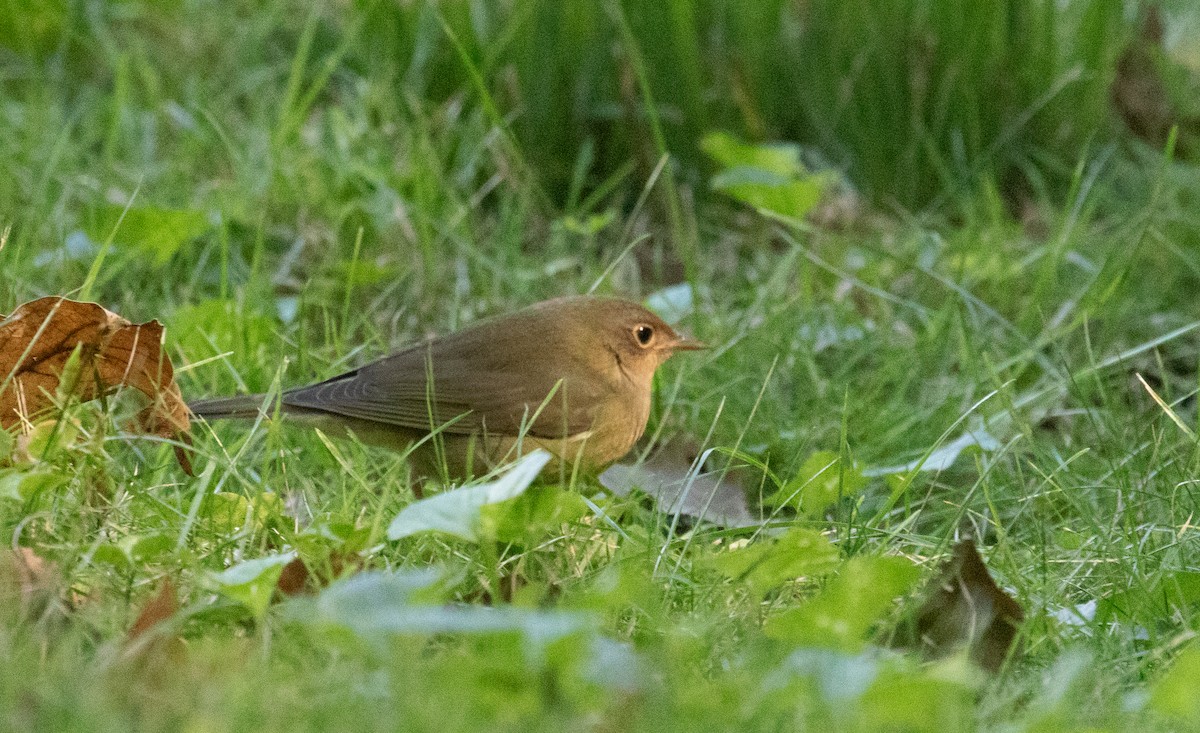 Connecticut Warbler - ML623483390