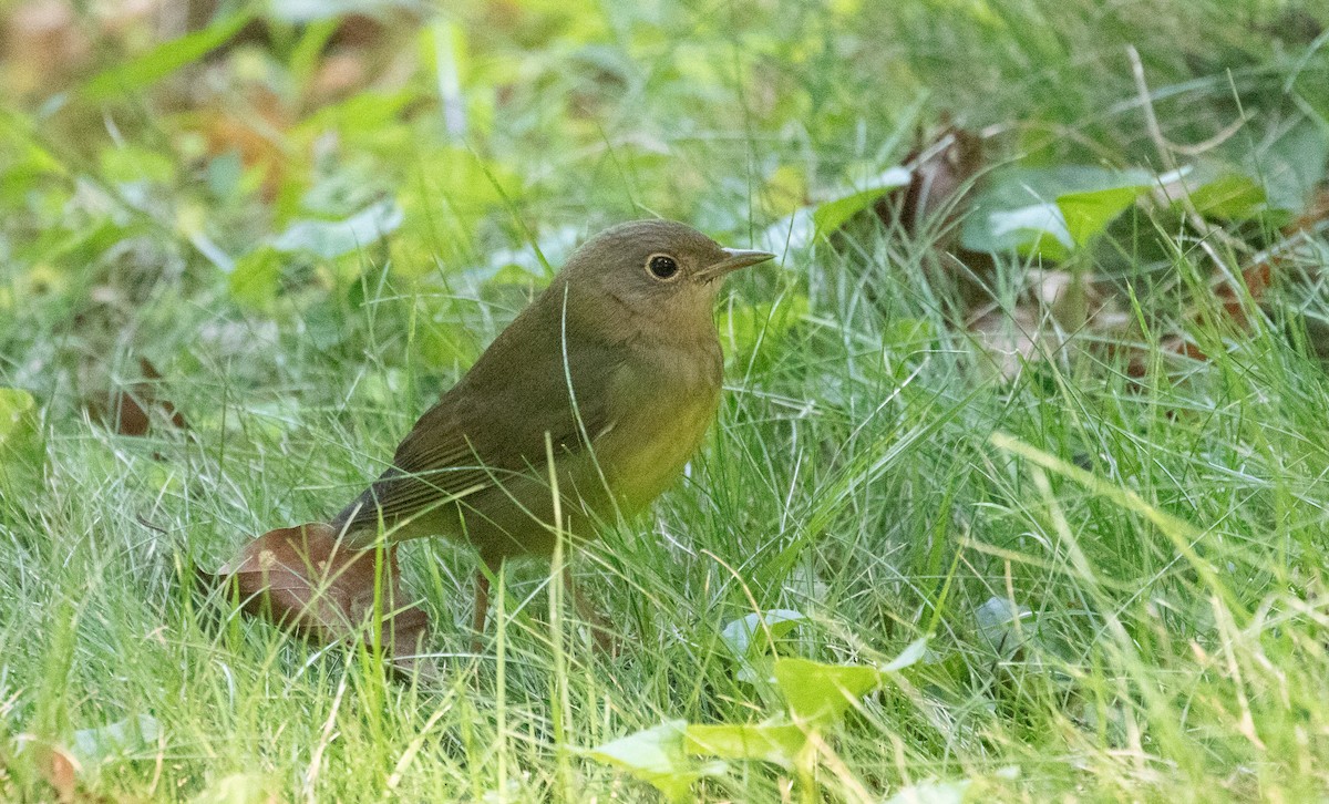 Connecticut Warbler - ML623483391