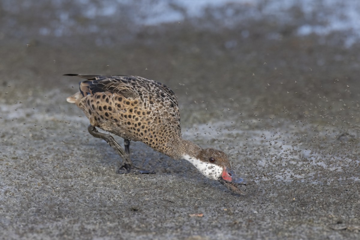 White-cheeked Pintail - ML623483408