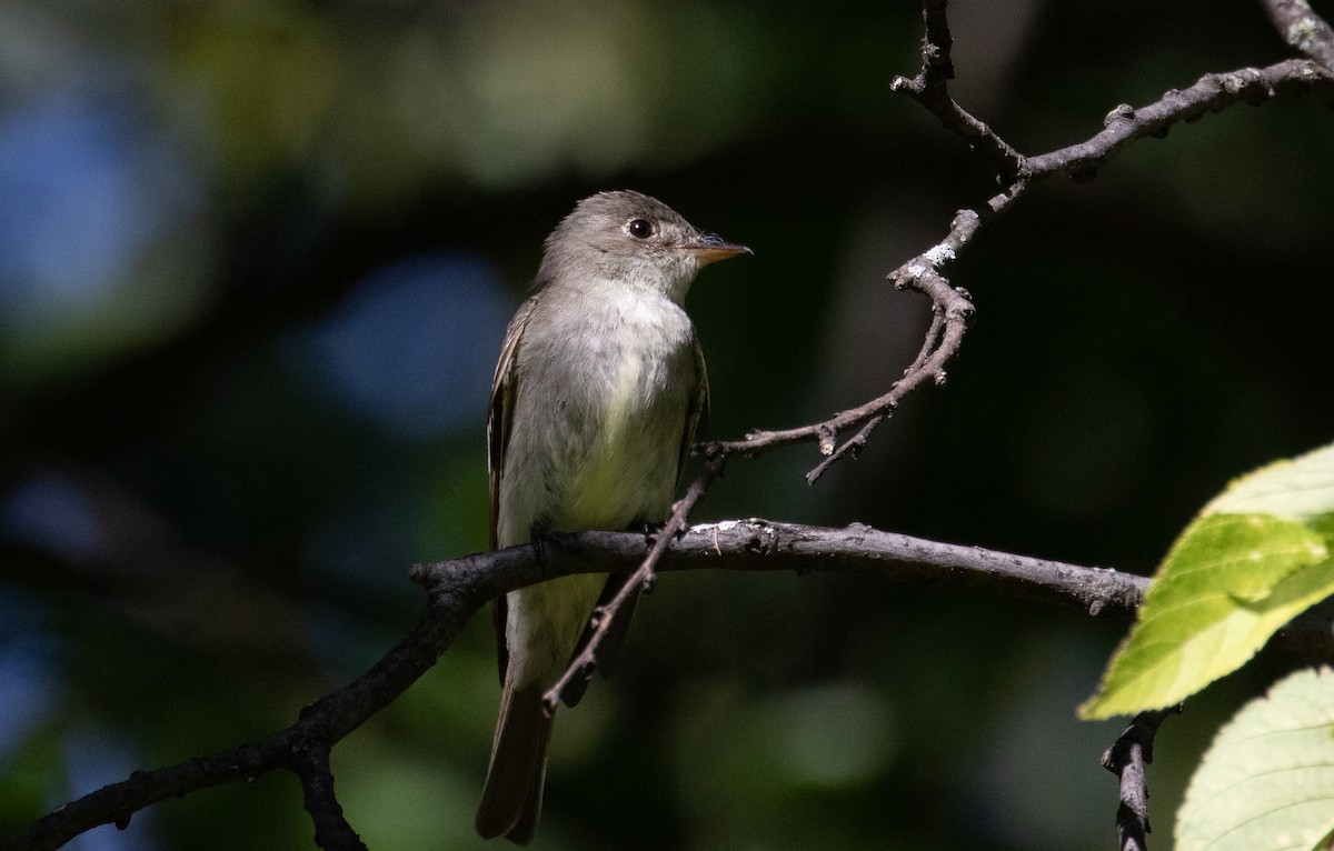 Eastern Wood-Pewee - ML623483410