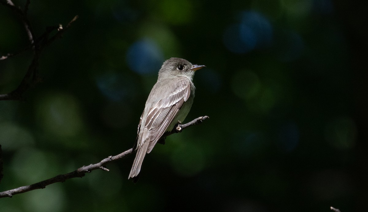 Eastern Wood-Pewee - ML623483411