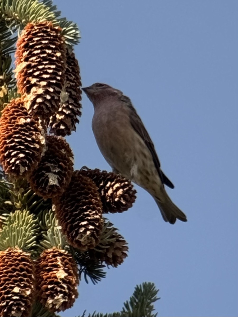 Cassin's Finch - ML623483450