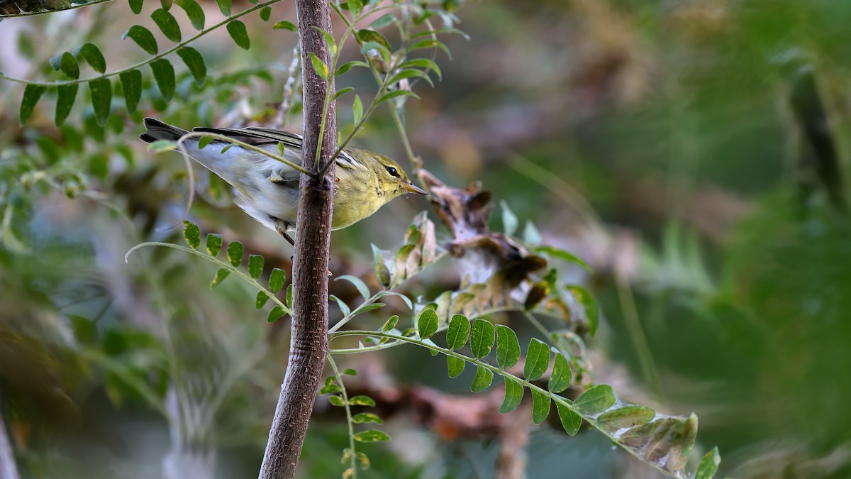 Blackpoll Warbler - ML623483456