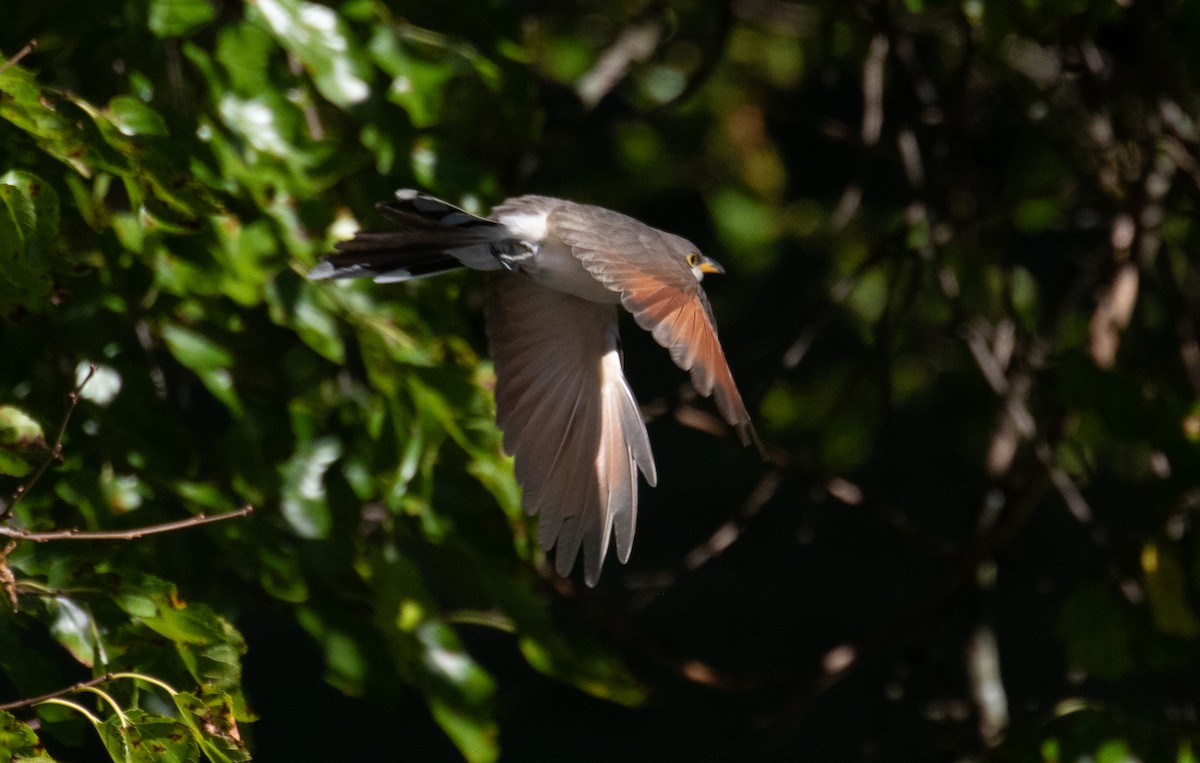 Yellow-billed Cuckoo - ML623483469