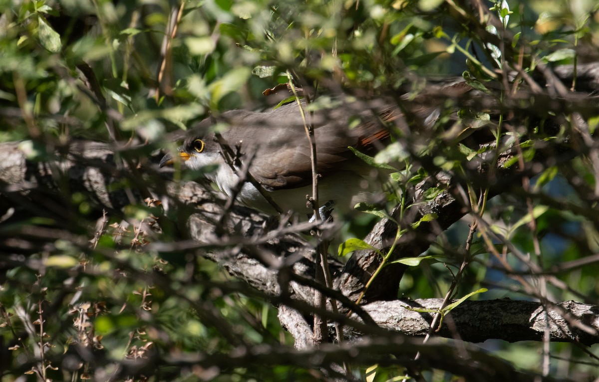 Yellow-billed Cuckoo - ML623483471