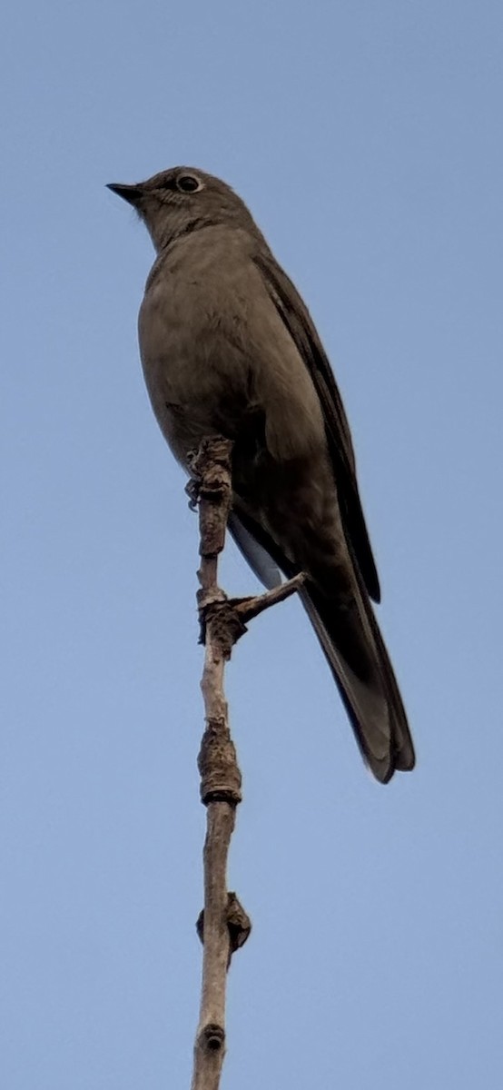 Townsend's Solitaire - ML623483505