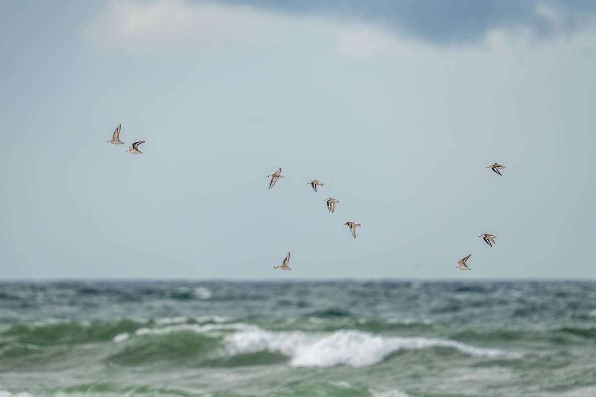 Bécasseau sanderling - ML623483524