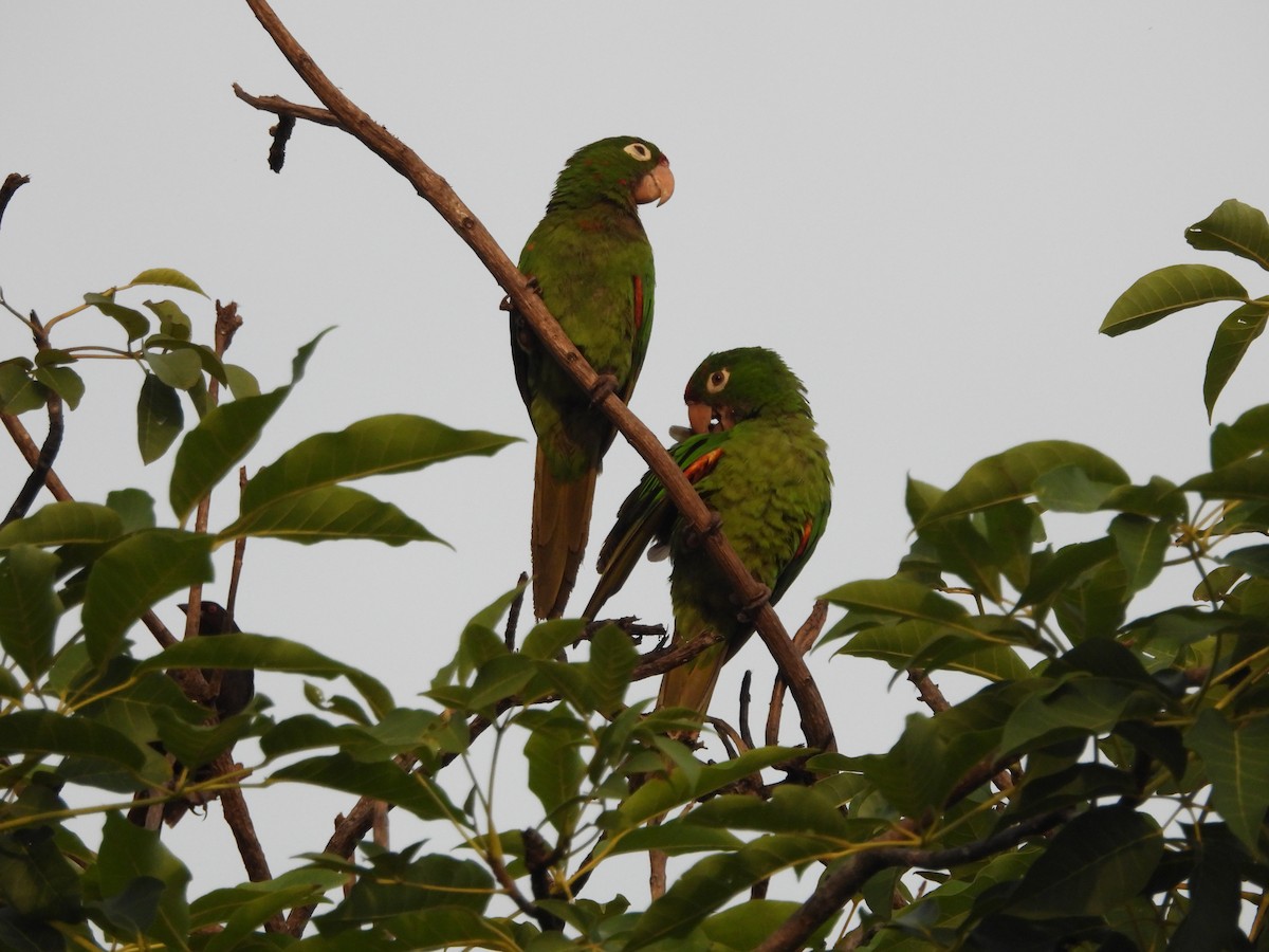 オオメキシコインコ - ML623483626