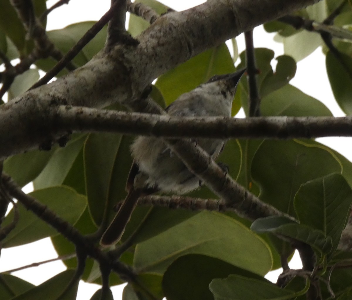 Puerto Rican Tanager - ML623483627