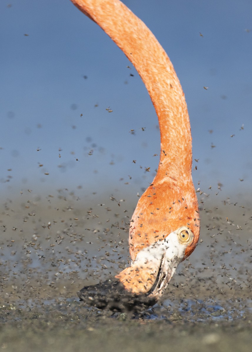 Flamant des Caraïbes - ML623483631