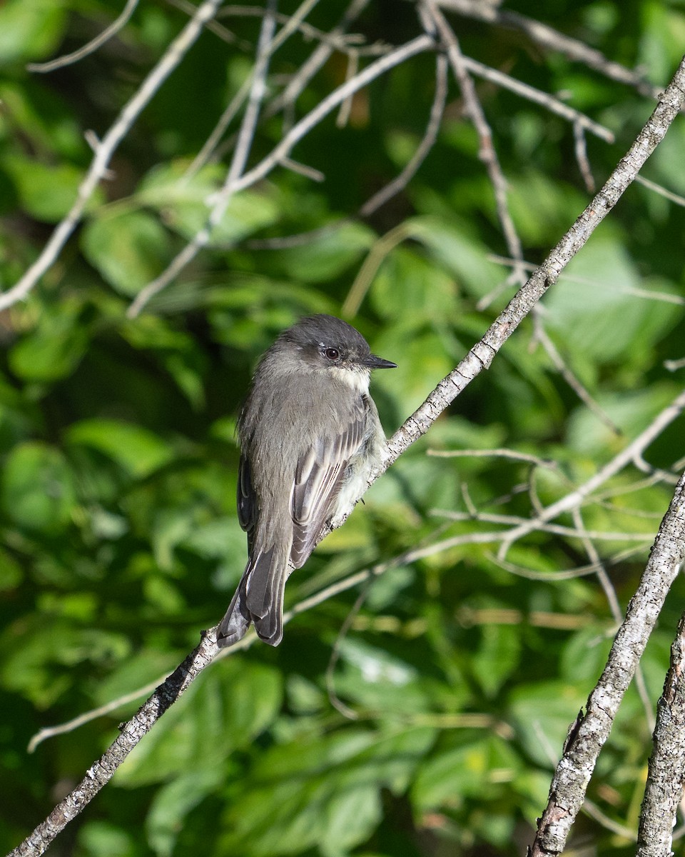 Eastern Phoebe - ML623483650