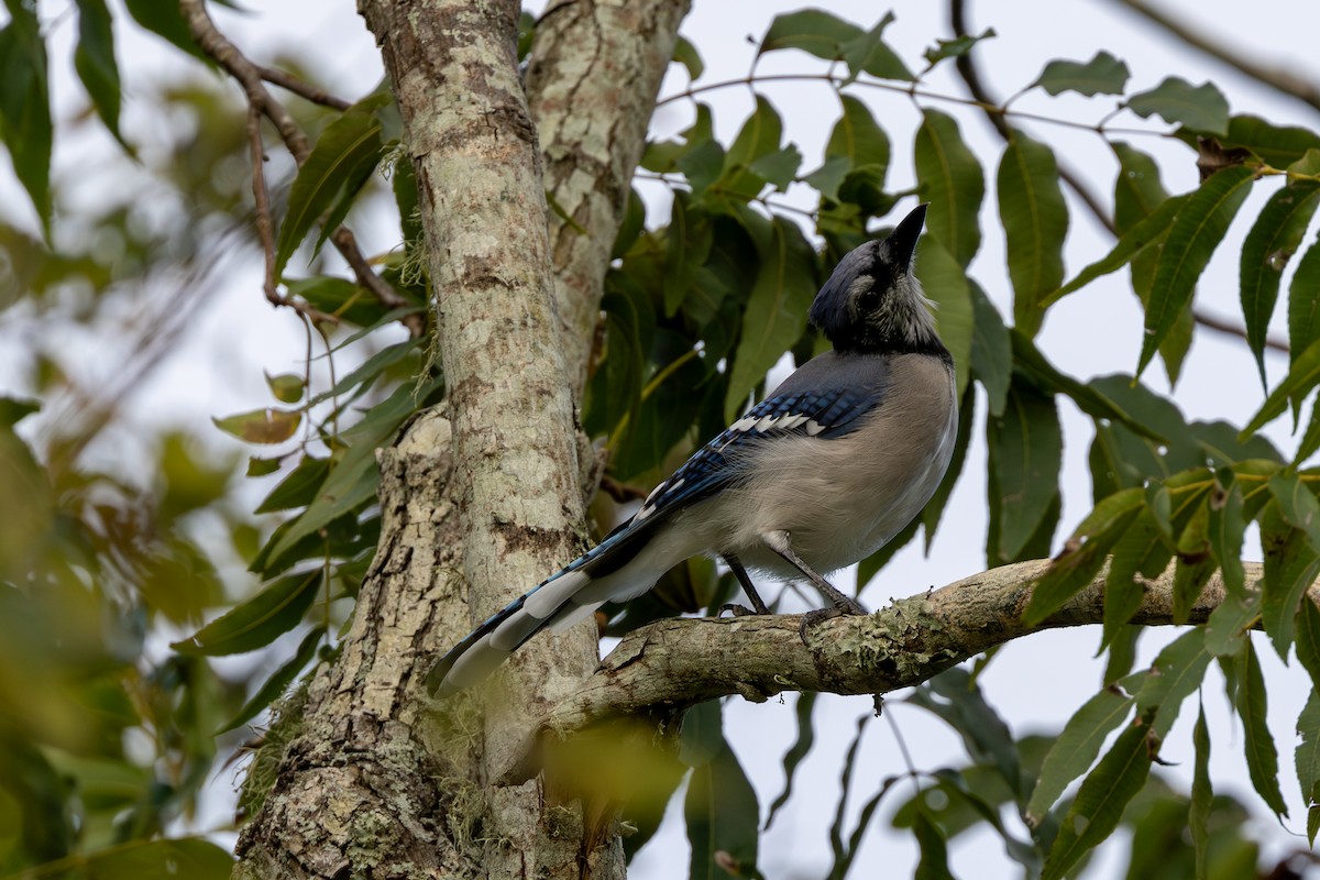 Blue Jay - Gavin Howe