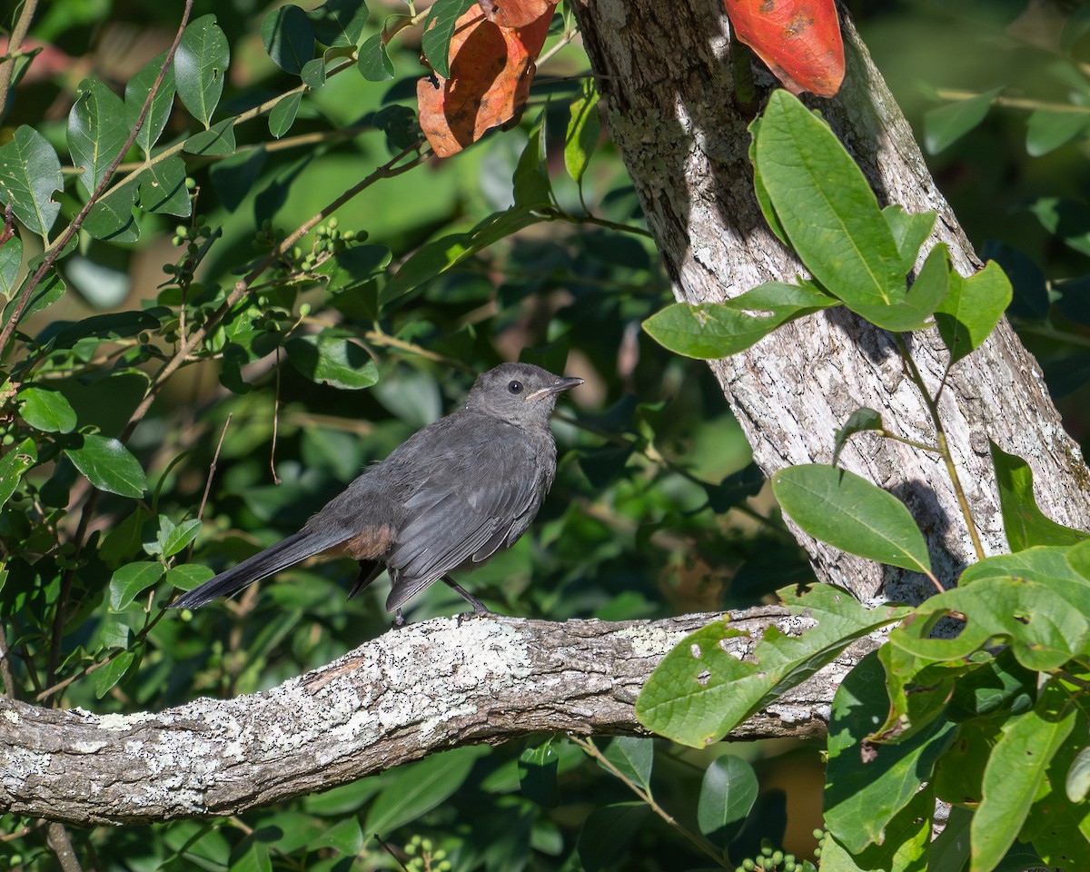 Gray Catbird - ML623483669