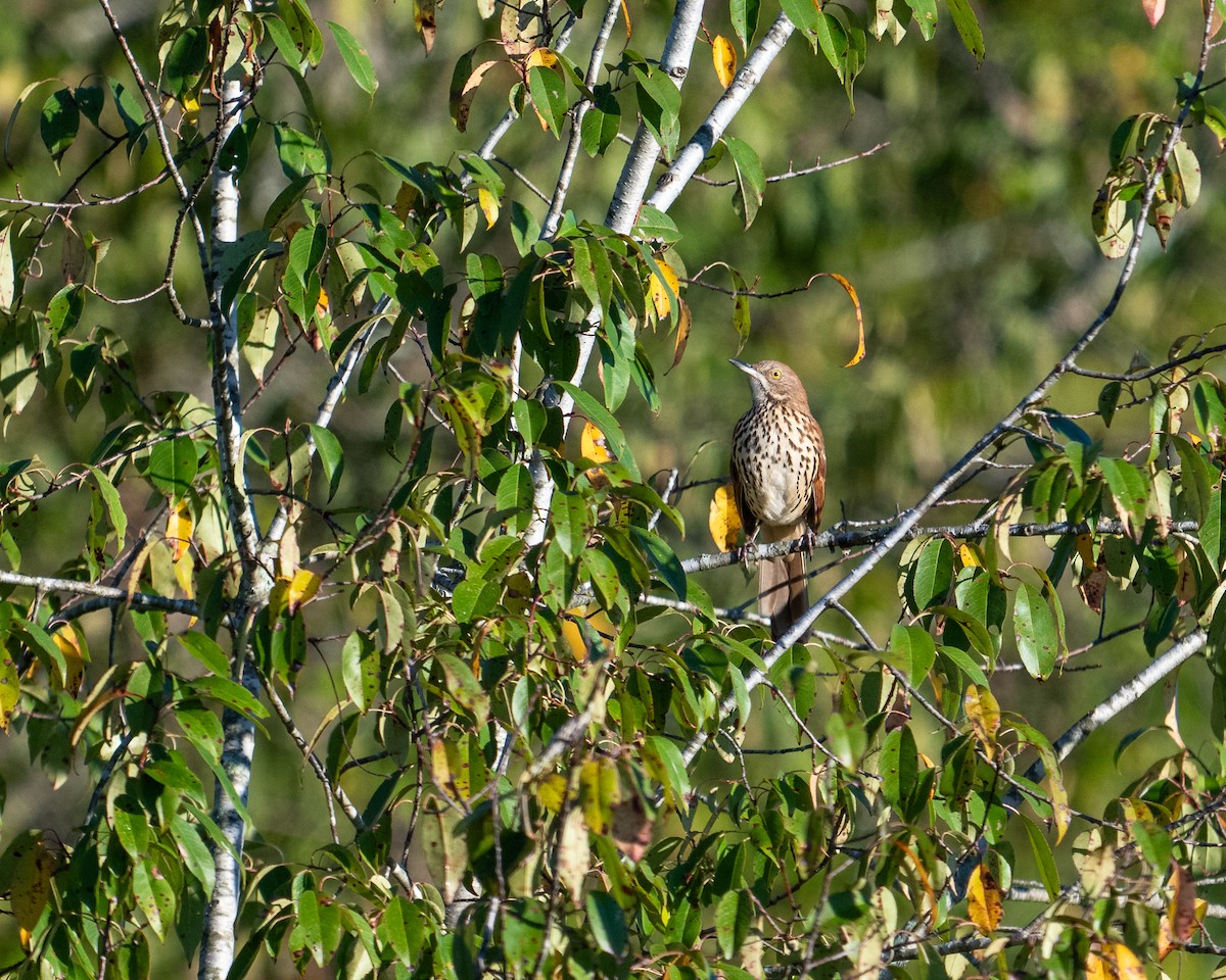 Brown Thrasher - ML623483683