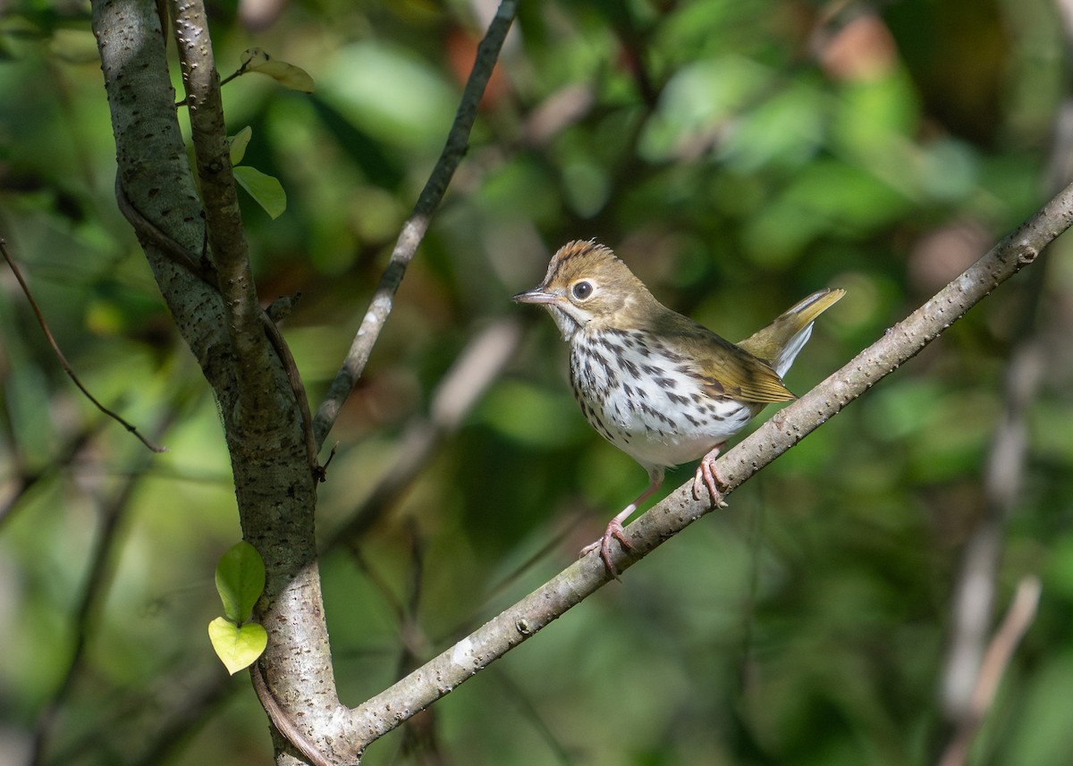 Ovenbird - ML623483694