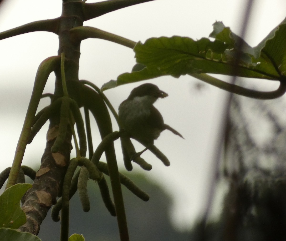 Puerto Rican Tanager - ML623483699