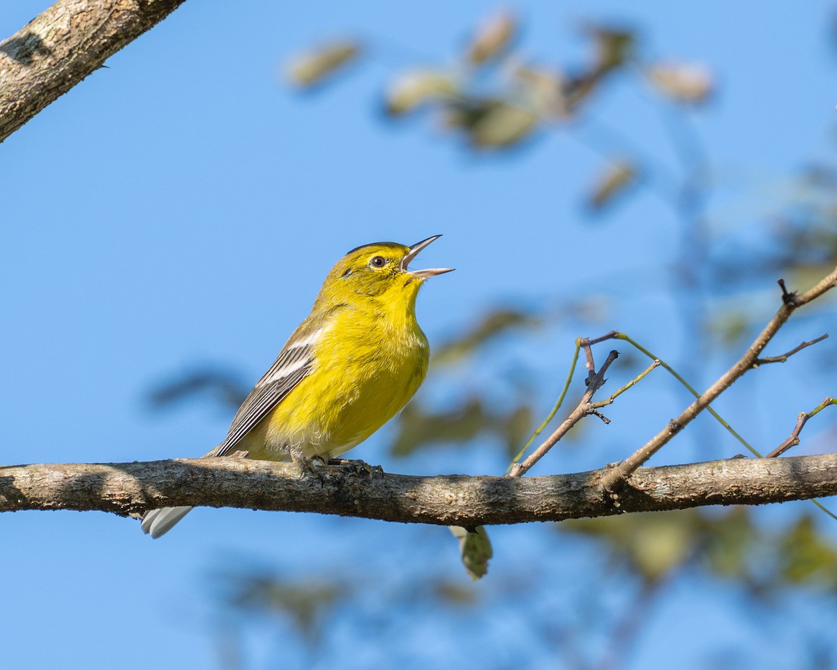 Pine Warbler - ML623483710