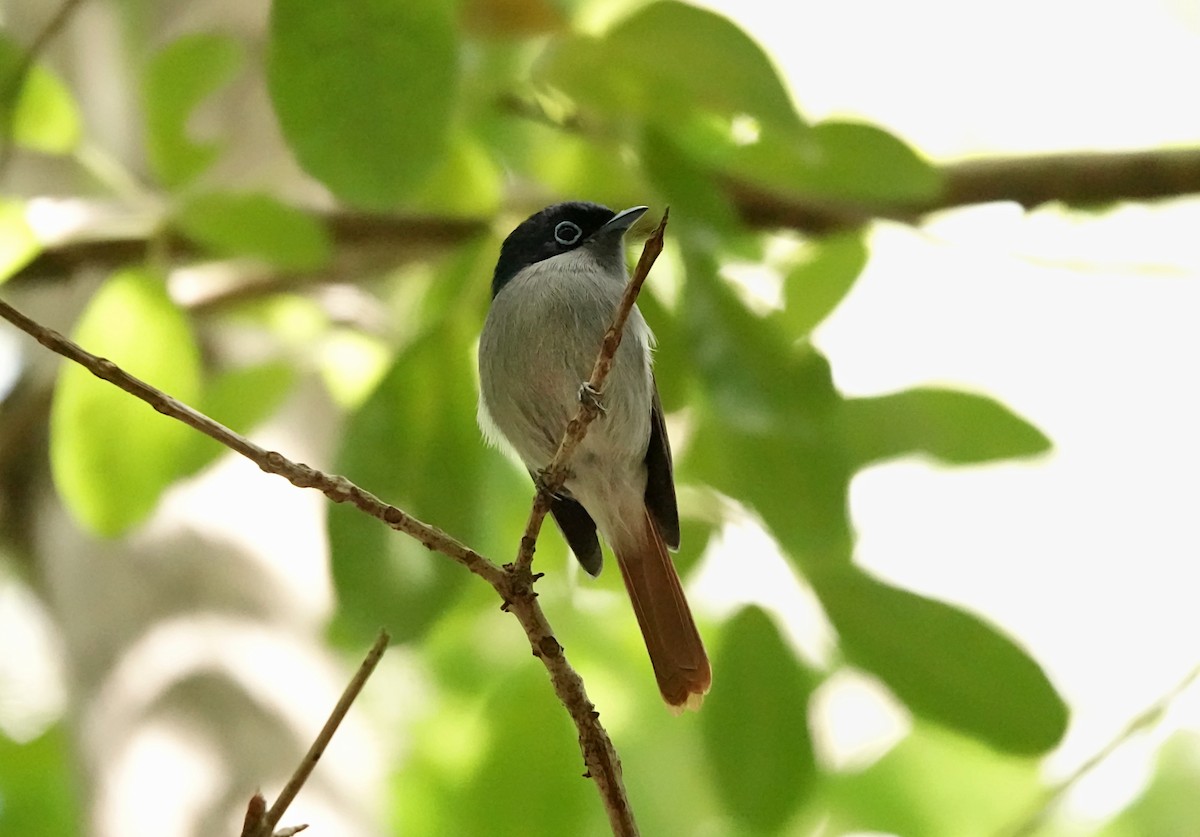 Mascarene Paradise-Flycatcher - ML623483711