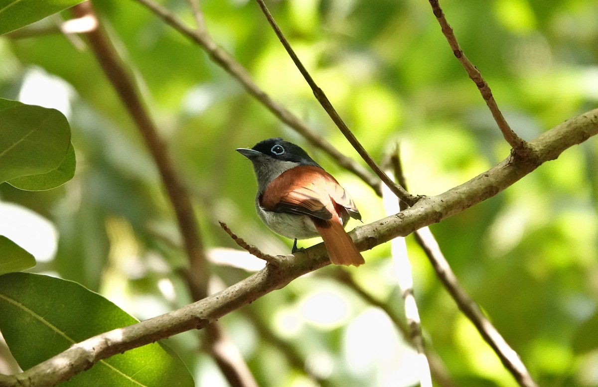 Mascarene Paradise-Flycatcher - ML623483713