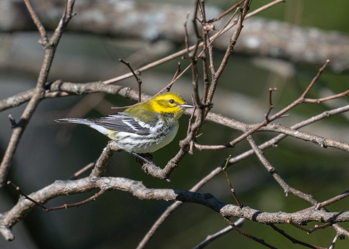 Black-throated Green Warbler - ML623483716