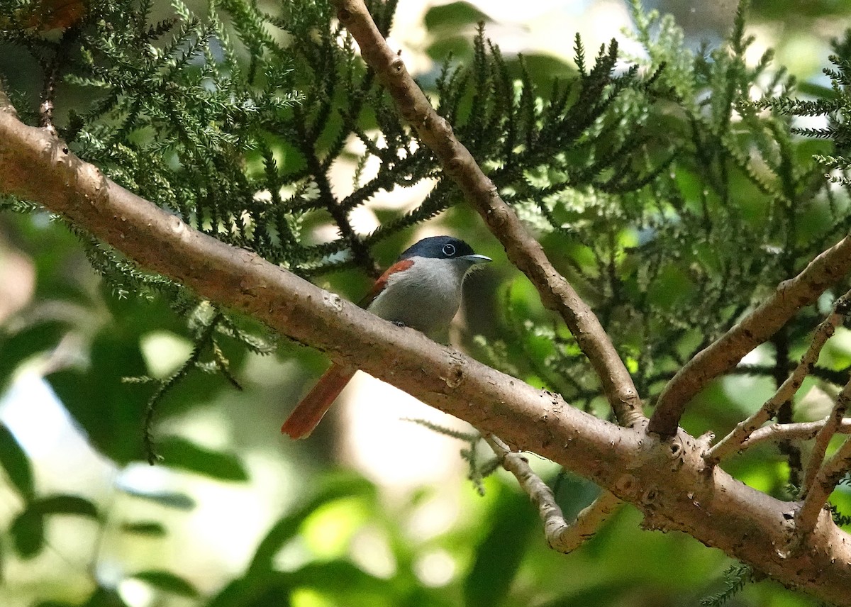 Mascarene Paradise-Flycatcher - ML623483733