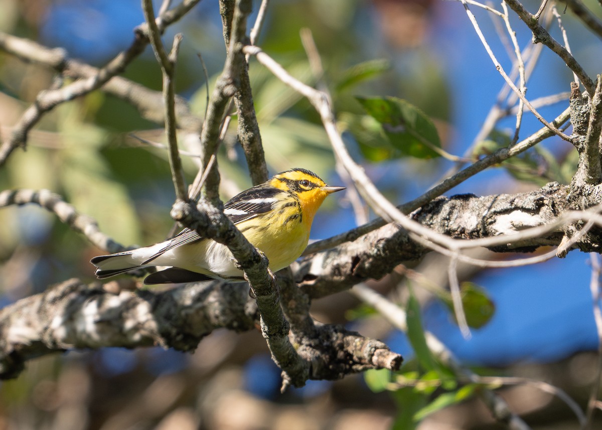 Blackburnian Warbler - Kevin Burt