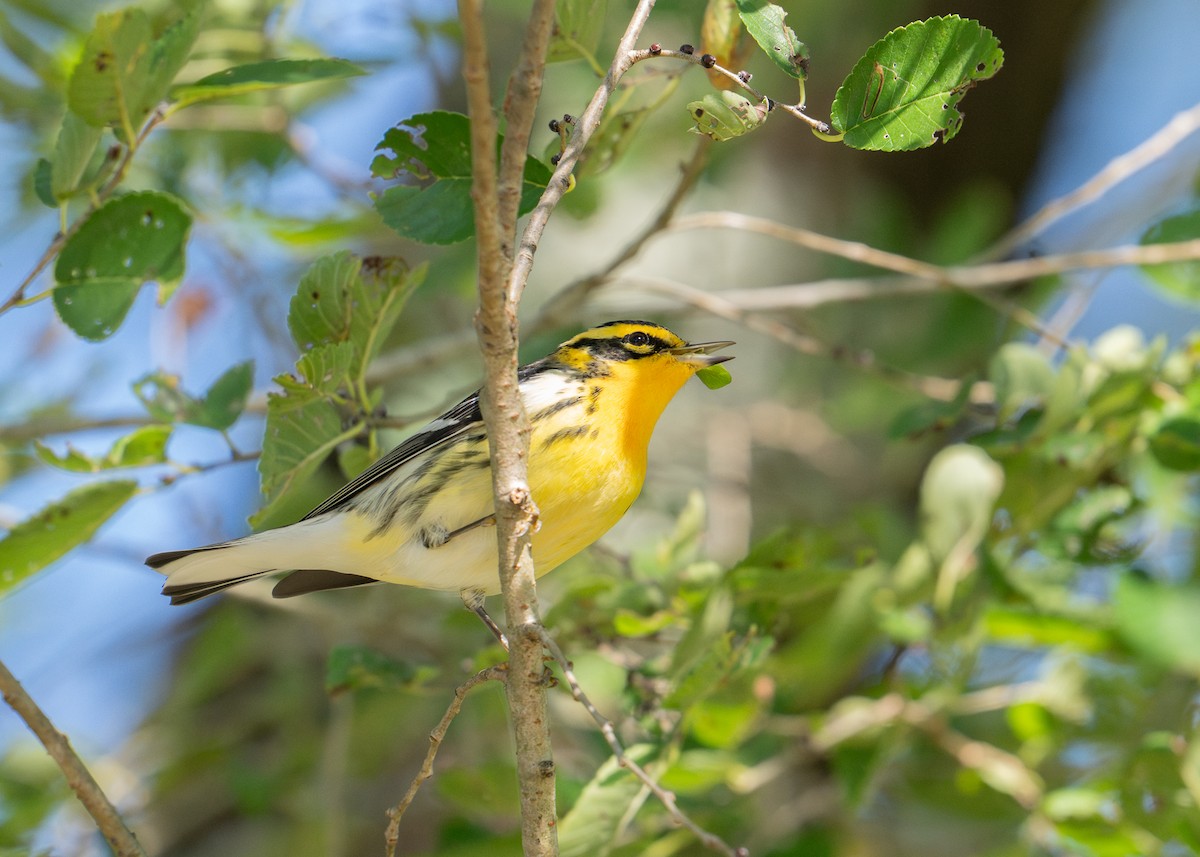 Blackburnian Warbler - ML623483746