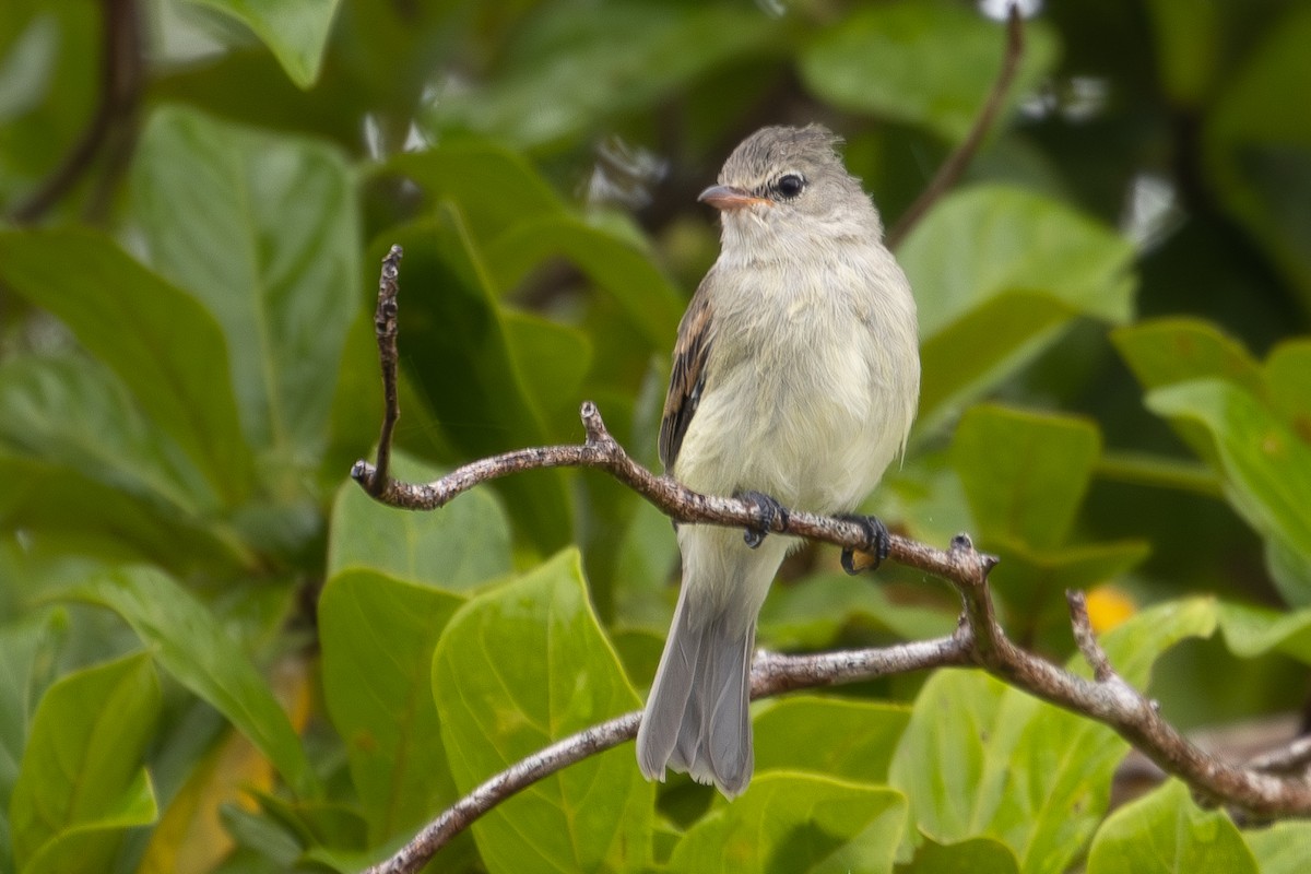 Northern Beardless-Tyrannulet - ML623483790