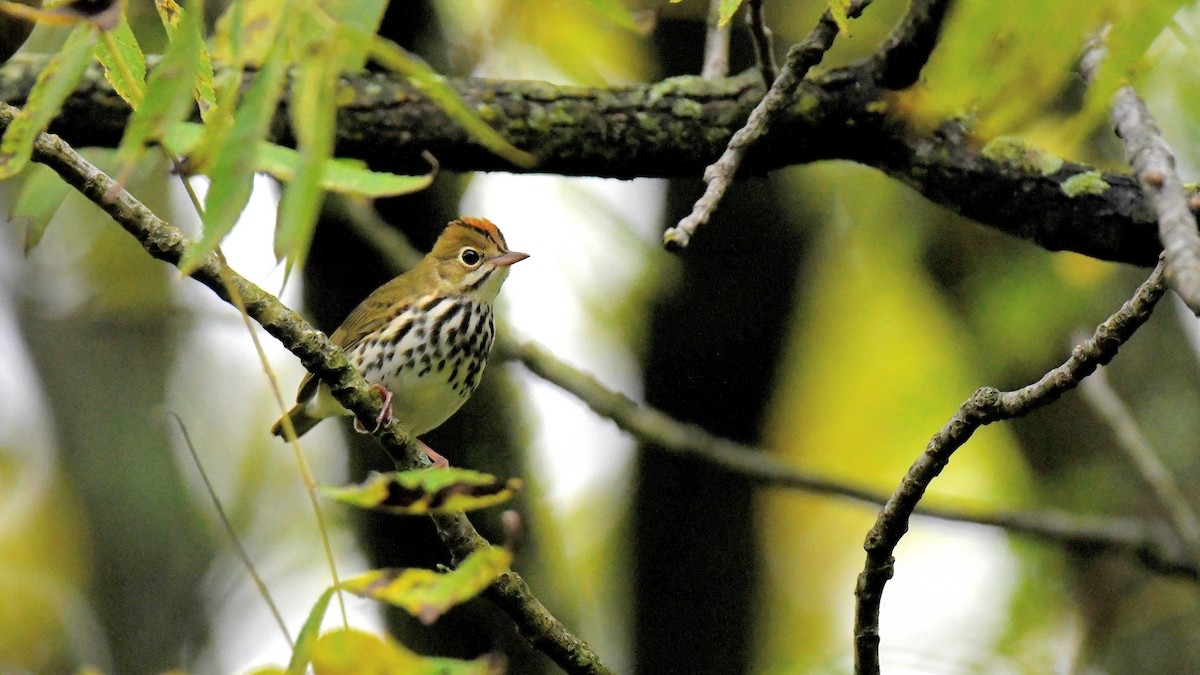 Ovenbird - ML623483807