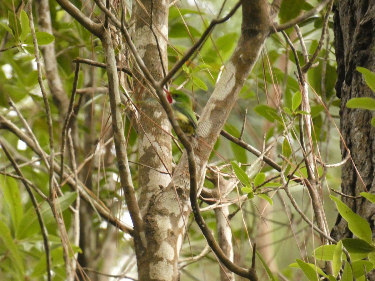 Puerto Rican Tody - ML623483868