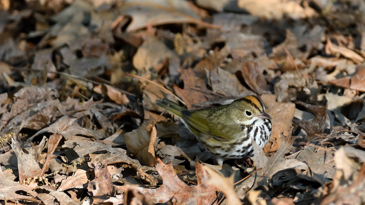 Ovenbird - ML623483938