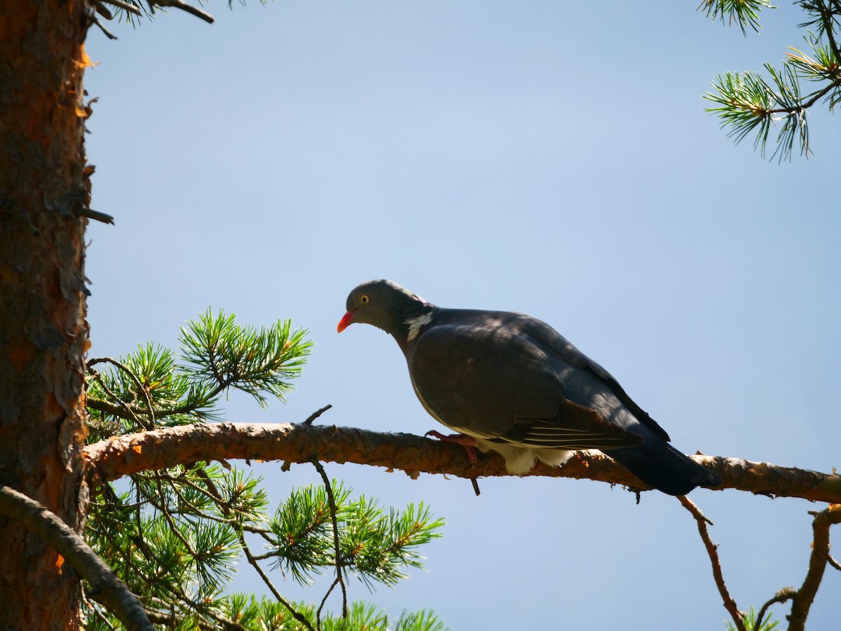 Pigeon ramier - ML623483980