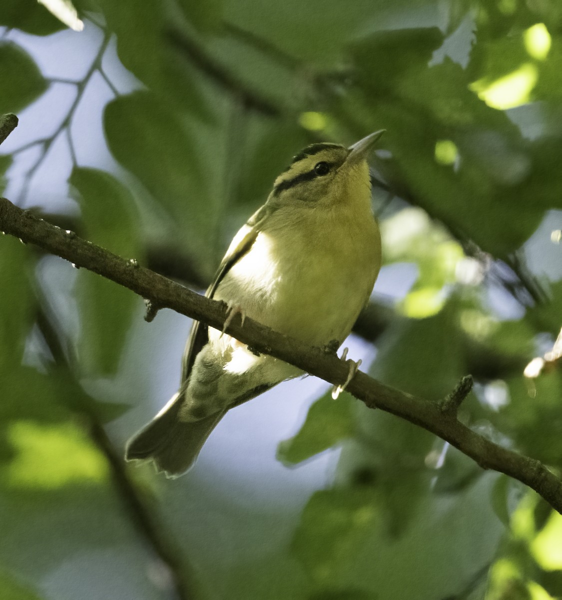 Worm-eating Warbler - ML623484018
