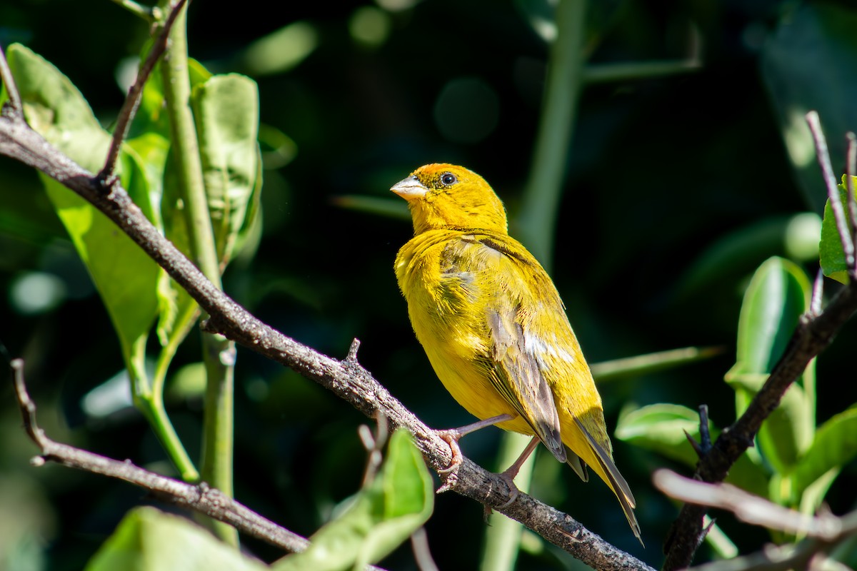 Orange-fronted Yellow-Finch - ML623484035