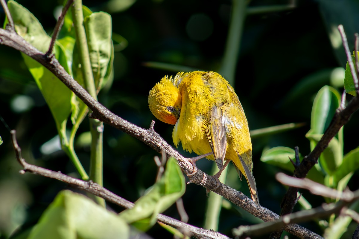 Orange-fronted Yellow-Finch - ML623484036