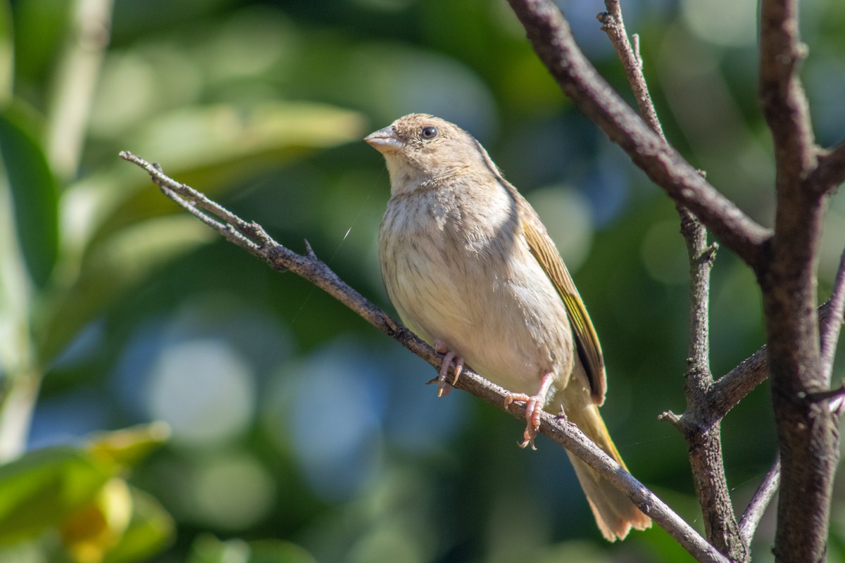 Orange-fronted Yellow-Finch - ML623484037