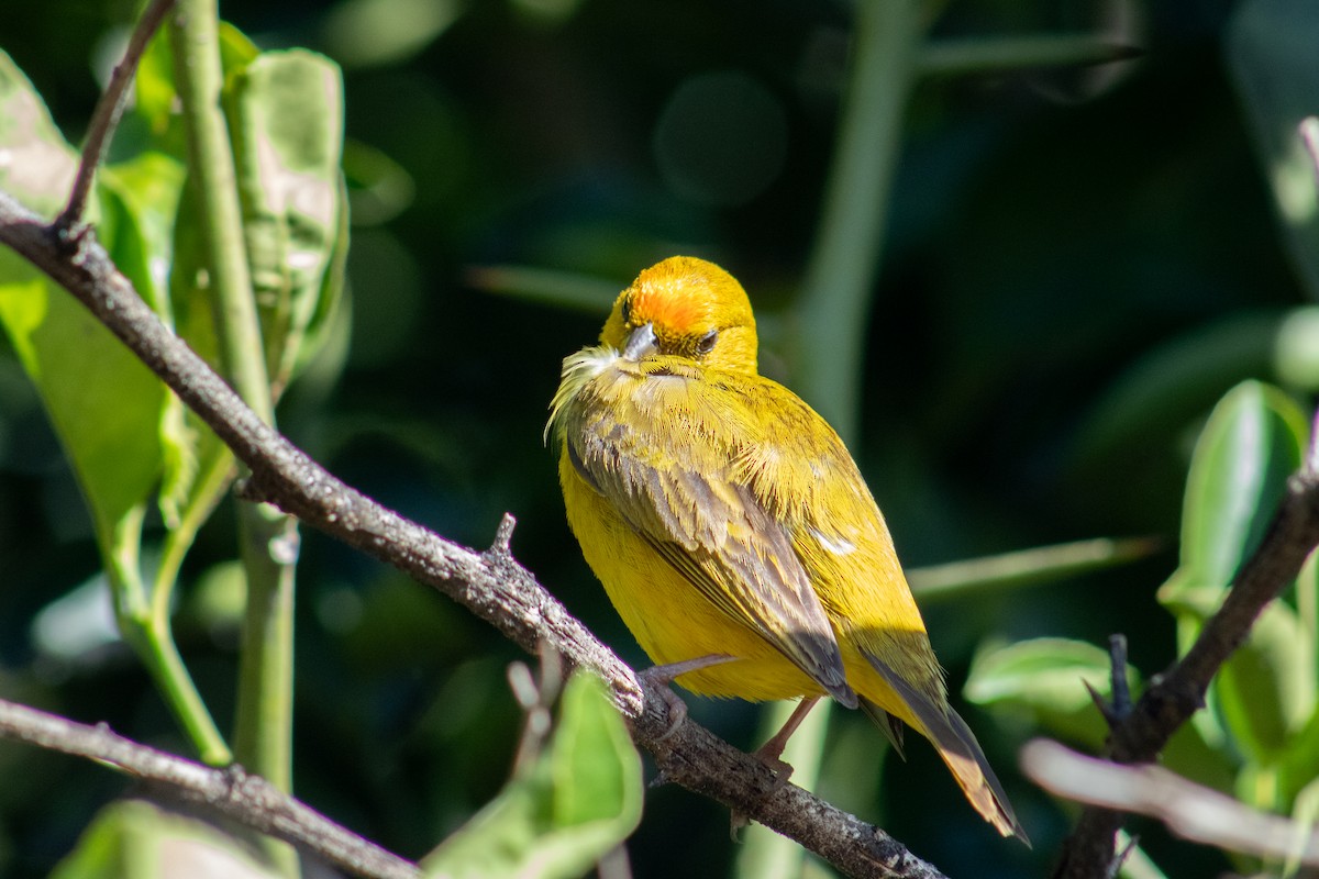 Orange-fronted Yellow-Finch - ML623484038