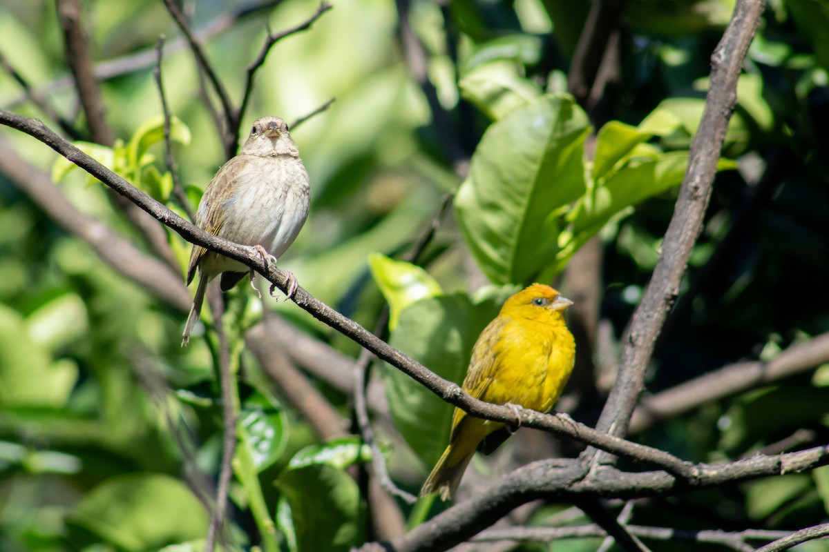 Orange-fronted Yellow-Finch - ML623484039