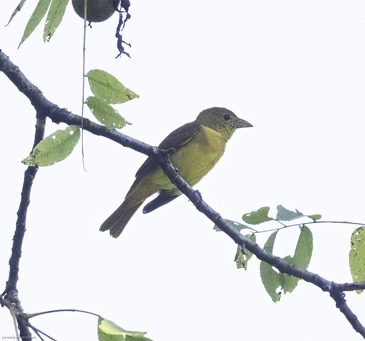 Summer Tanager - ML623484046