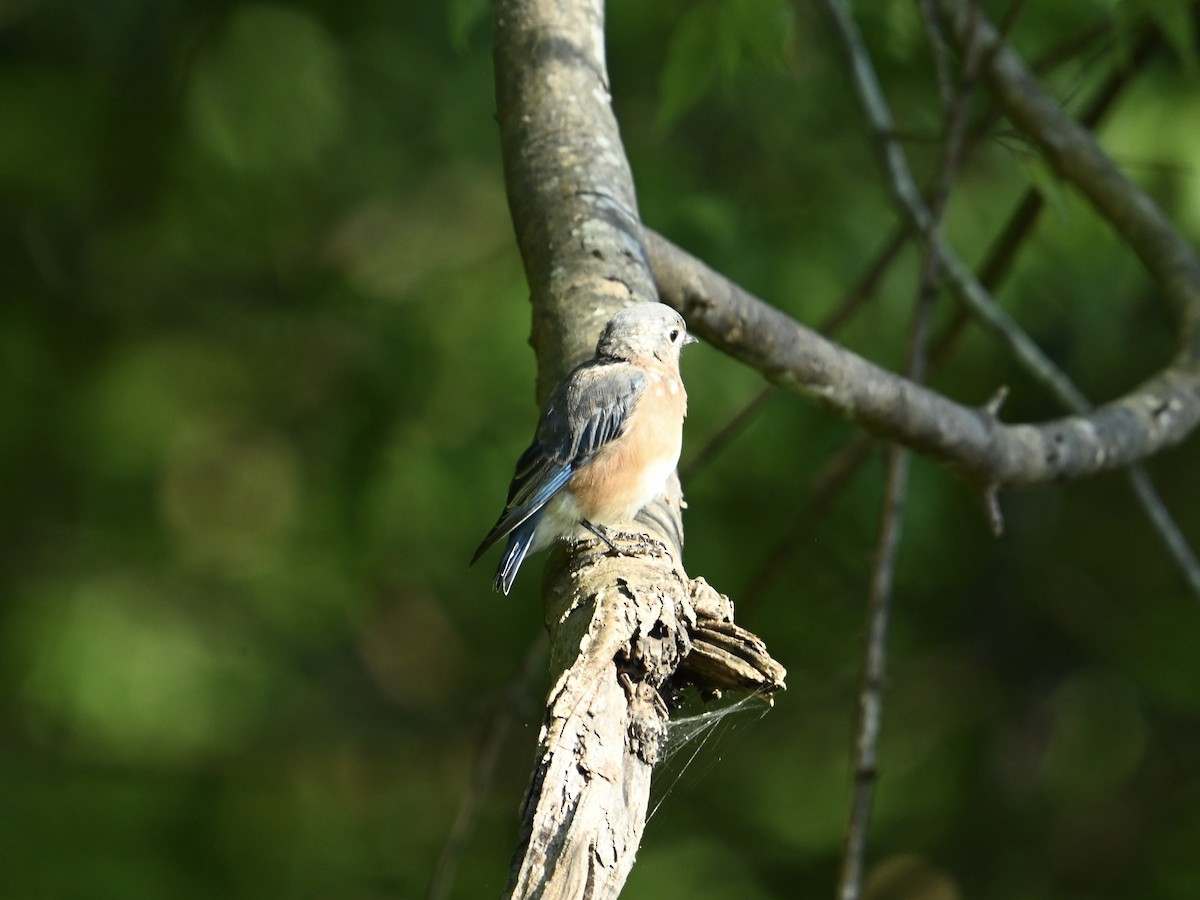 Eastern Bluebird - ML623484048