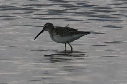 Stilt Sandpiper - ML623484057