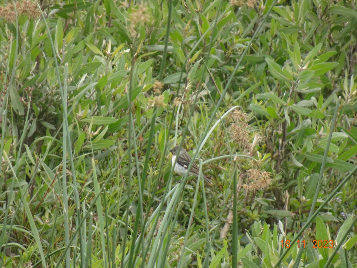 Chestnut-throated Seedeater - ML623484120