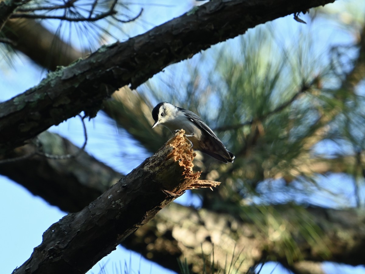 White-breasted Nuthatch - ML623484123