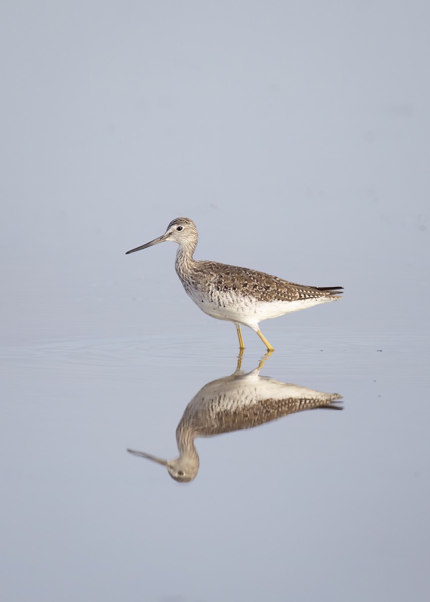 Greater Yellowlegs - ML623484138