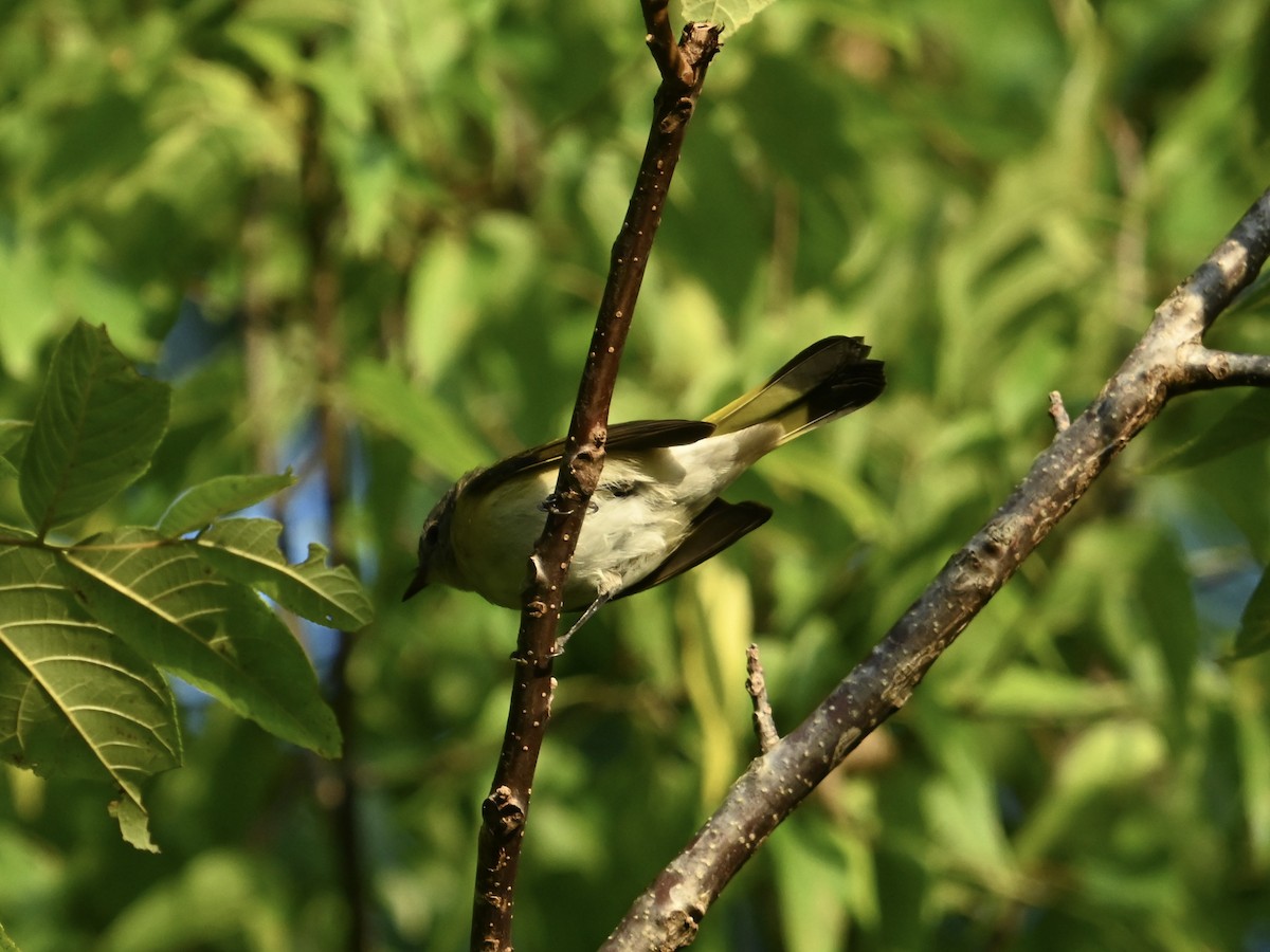 American Redstart - ML623484150