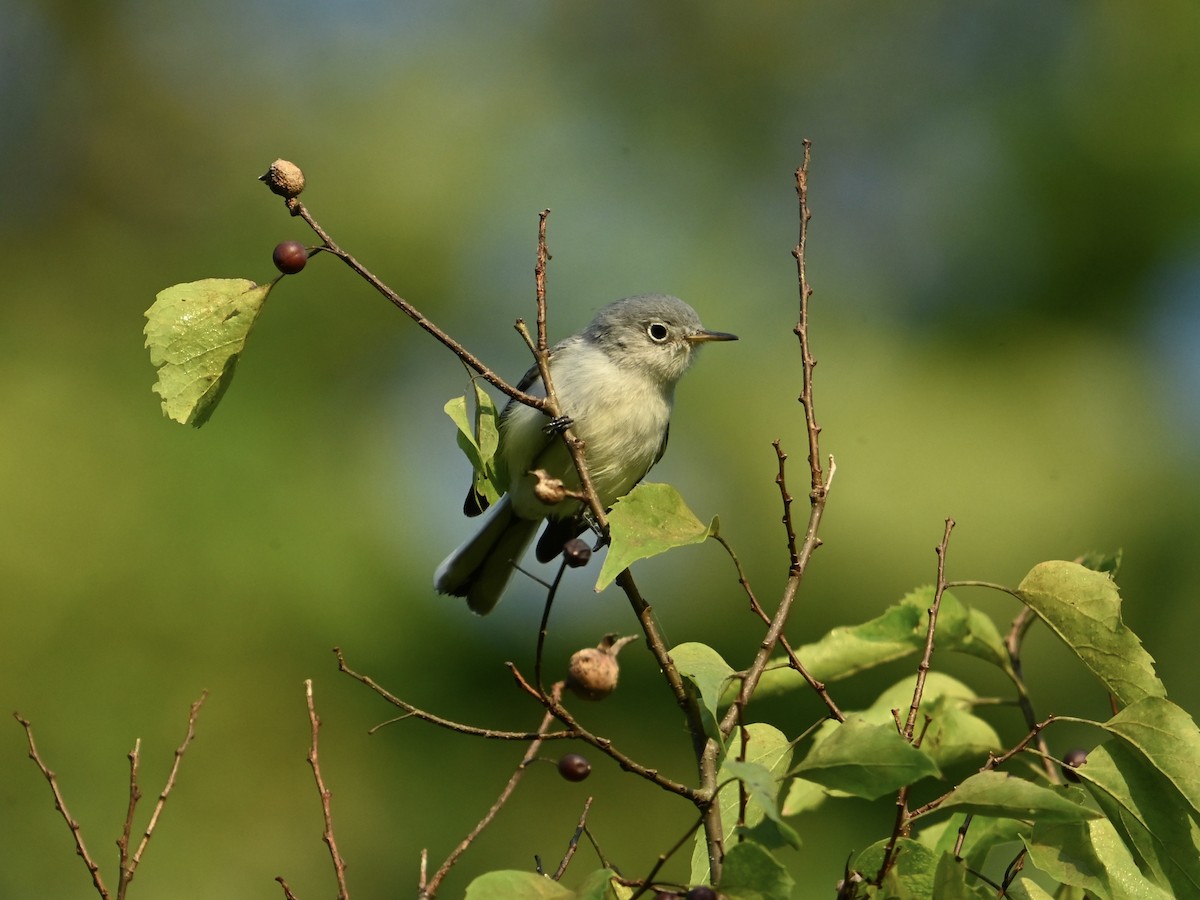 Blue-gray Gnatcatcher - ML623484162