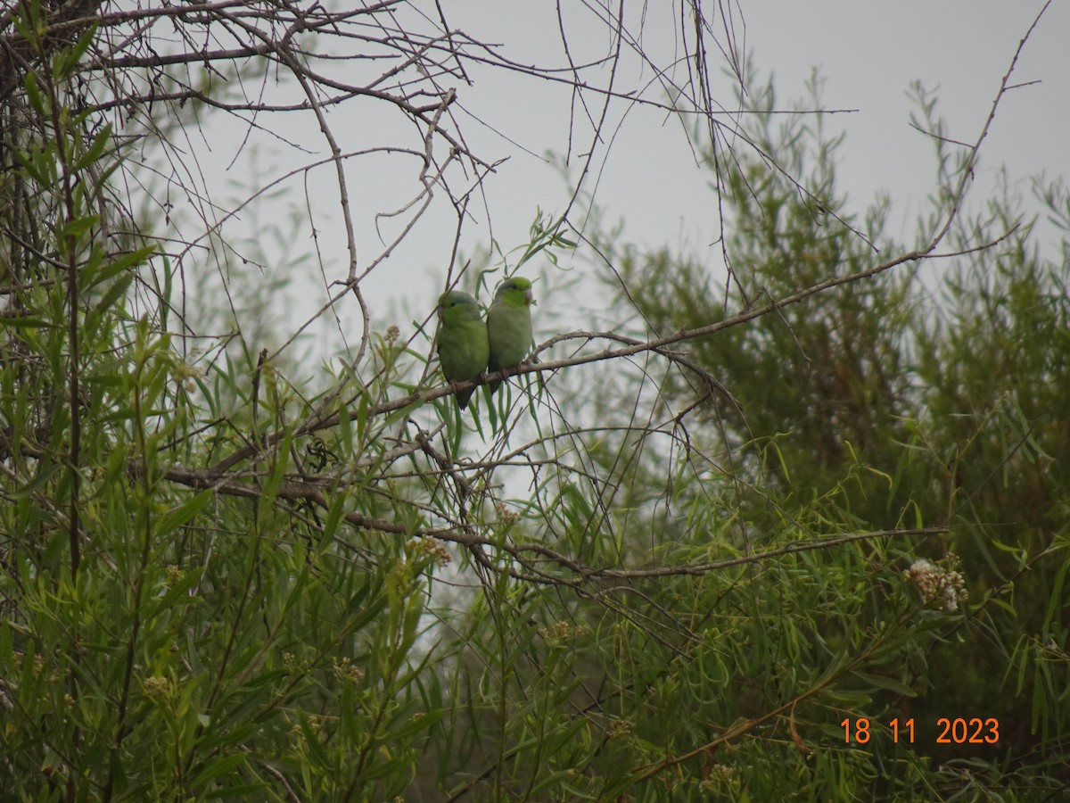 Pacific Parrotlet - Liliam Morante Torres