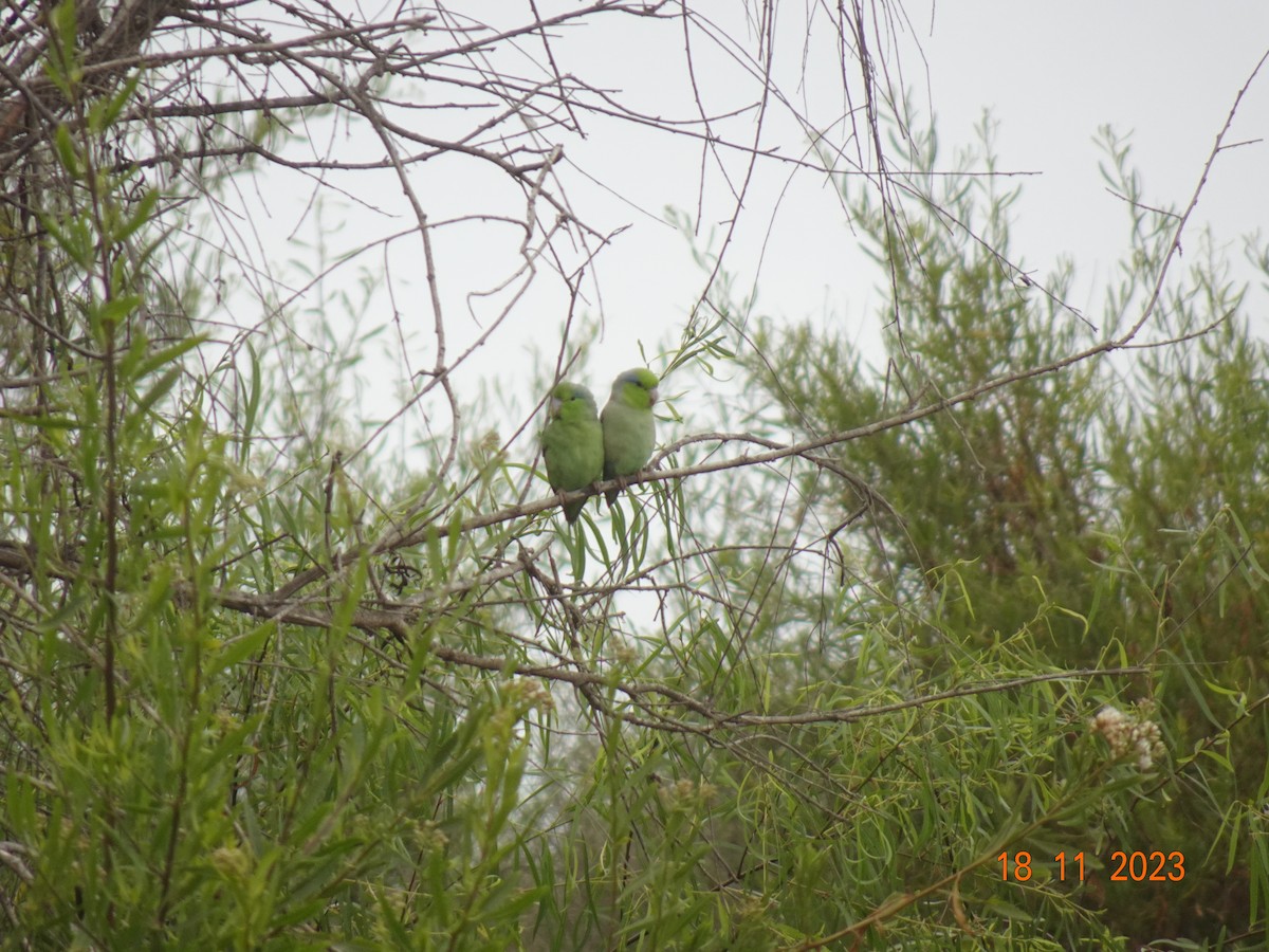 Pacific Parrotlet - ML623484177