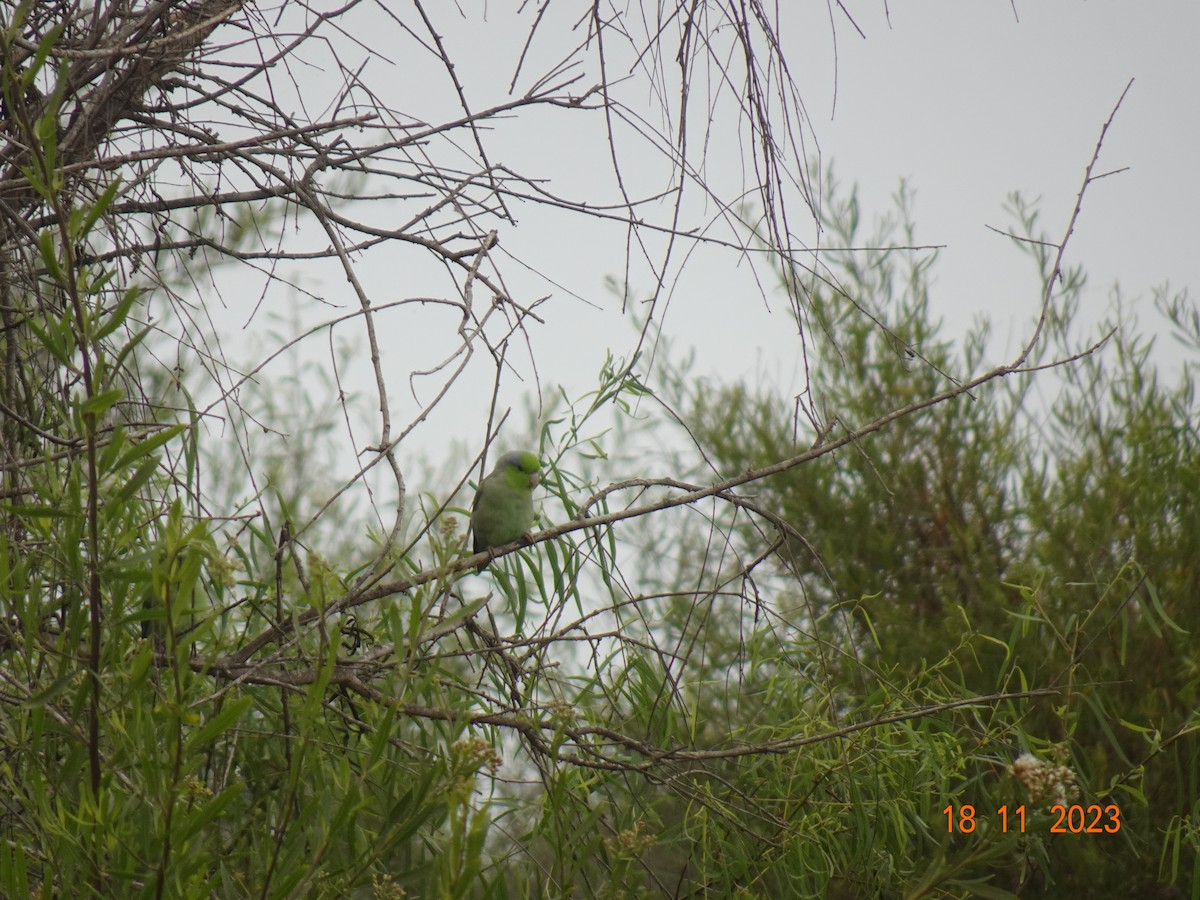 Pacific Parrotlet - ML623484178