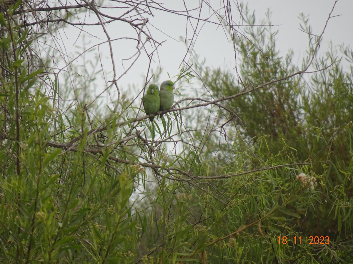 Pacific Parrotlet - ML623484179